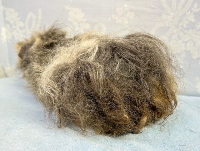 テッセルモルモット