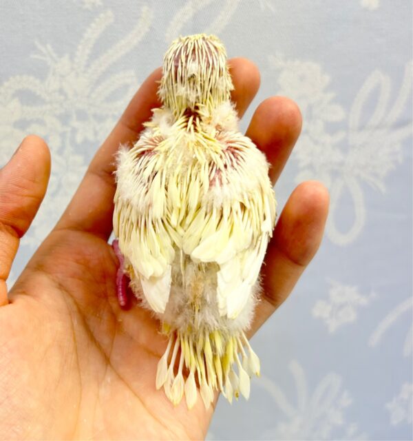 かわいい💛サザナミインコ(クリームイノ) 2023年7月生まれ サザナミインコ