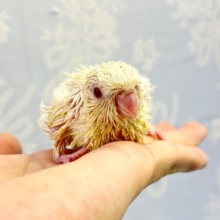 かわいい💛サザナミインコ(クリームイノ) 2023年7月生まれ