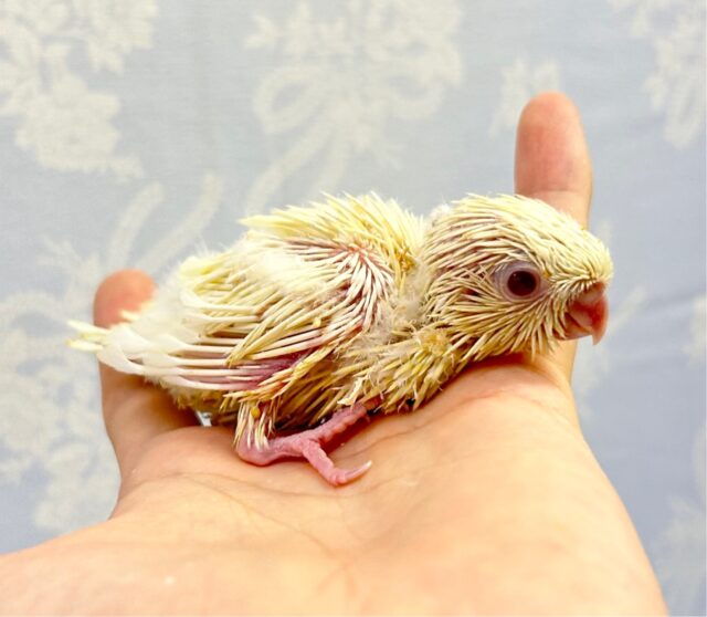 サザナミインコ