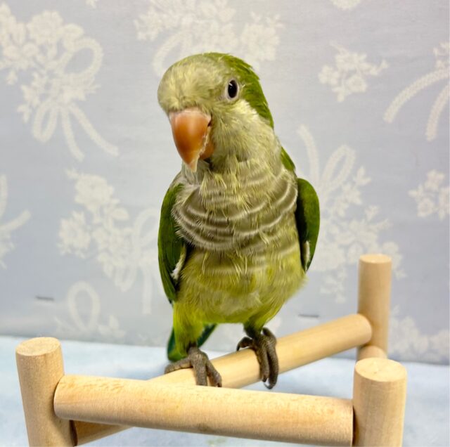 柏店限定❣️夏休み中型インコフェア‼️ 説明画像です