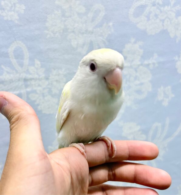 ラブバードフェア❣️(コザクラインコターコイズグリーンイノ) B 2023年4月生まれ コザクラインコ(小桜インコ)