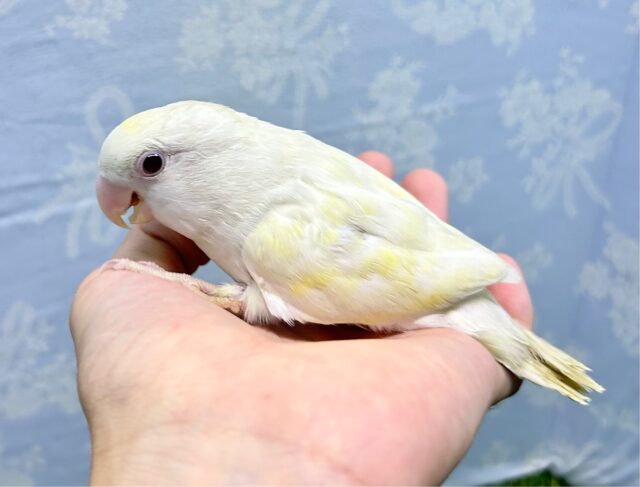 ラブバードフェア❣️(コザクラインコターコイズグリーンイノ) B 2023年4月生まれ コザクラインコ(小桜インコ)