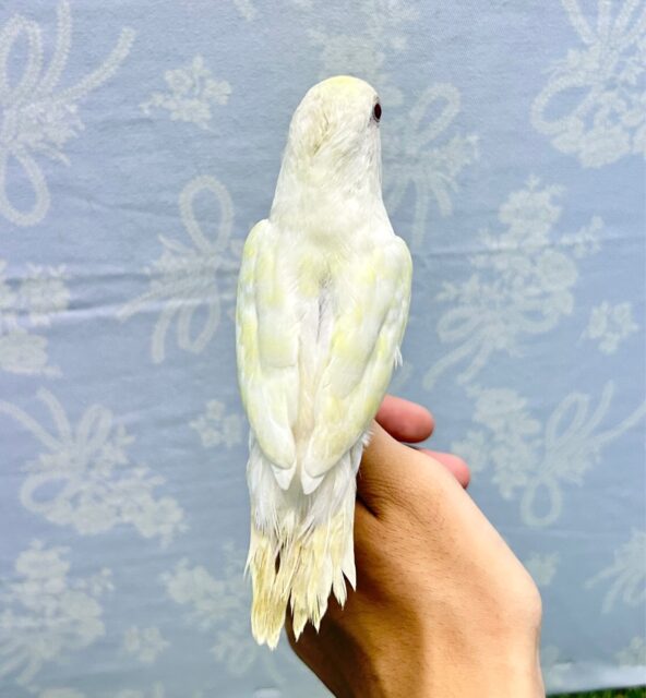 ラブバードフェア❣️(コザクラインコターコイズグリーンイノ) B 2023年4月生まれ コザクラインコ(小桜インコ)