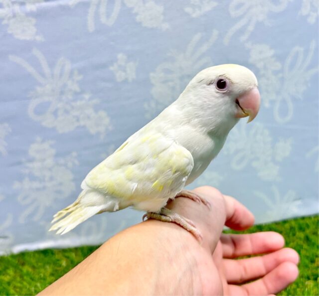 ラブバードフェア❣️(コザクラインコターコイズグリーンイノ) B 2023年4月生まれ コザクラインコ(小桜インコ)