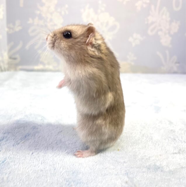 ✨️かっこいい✨️💙サファイアブルーハムスター💙男の子2023年4月生まれ ジャンガリアン