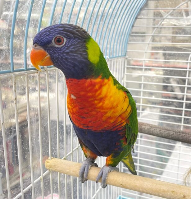 ゴシキセイガイインコ