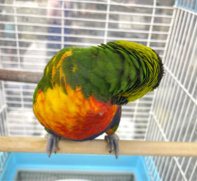 ゴシキセイガイインコ