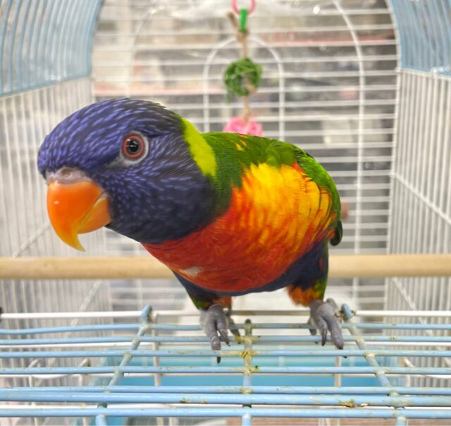 ゴシキセイガイインコ