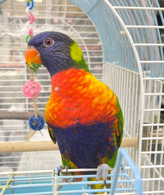 ゴシキセイガイインコ