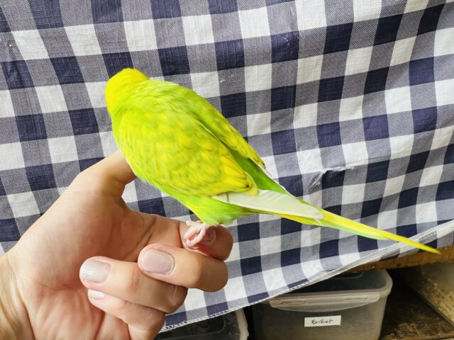 セキセイインコ