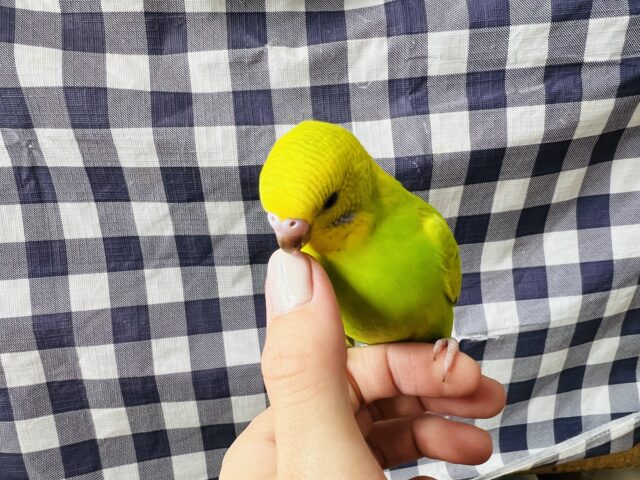 セキセイインコ