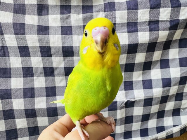 おっきな赤ちゃん？イタズラ好きのセキセイインコ（グリーンスパングル）