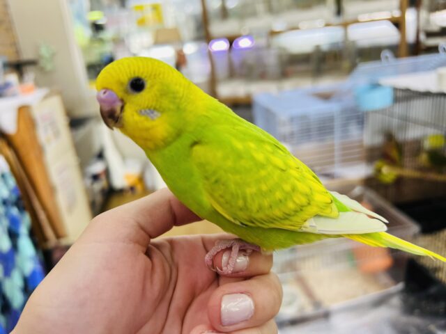 セキセイインコ