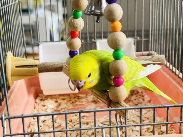 セキセイインコ