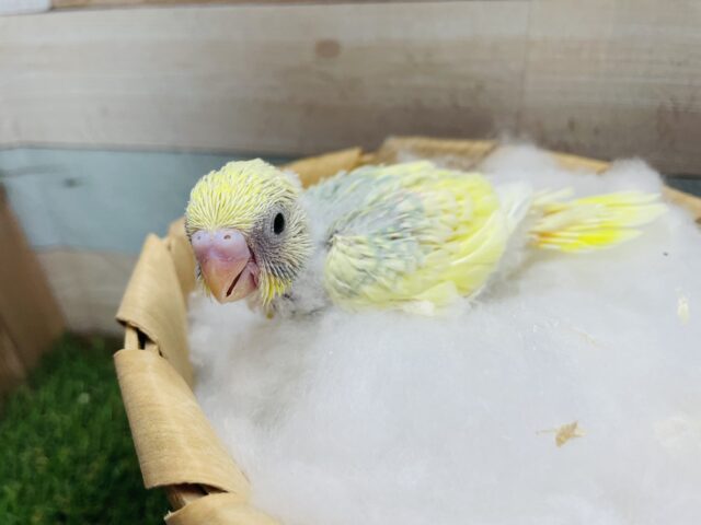 セキセイインコ