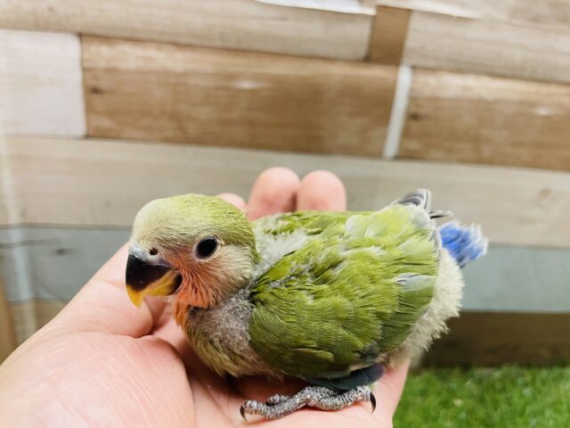 コザクラインコ（小桜インコ）