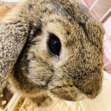 これぞウサギなんです　ロップイヤーラビット　チェスナット　Ｒ５　１／１２撮影