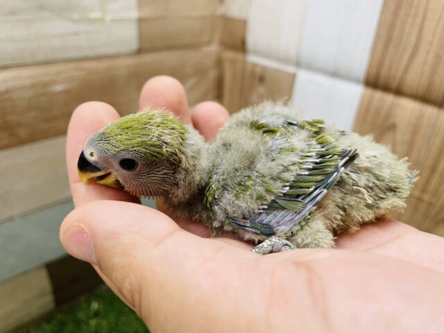 コザクラインコ（小桜インコ）