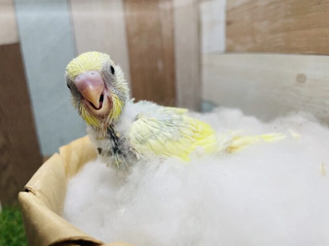 元気いっぱいな明るめカラーのコ！！セキセイインコのパステルカラーレインボーパイド！