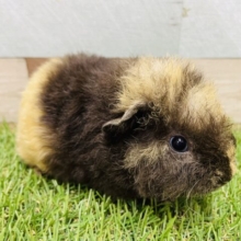 黒い体にクリームカラーが可愛いコ！テッセルモルモットの2色カラー！