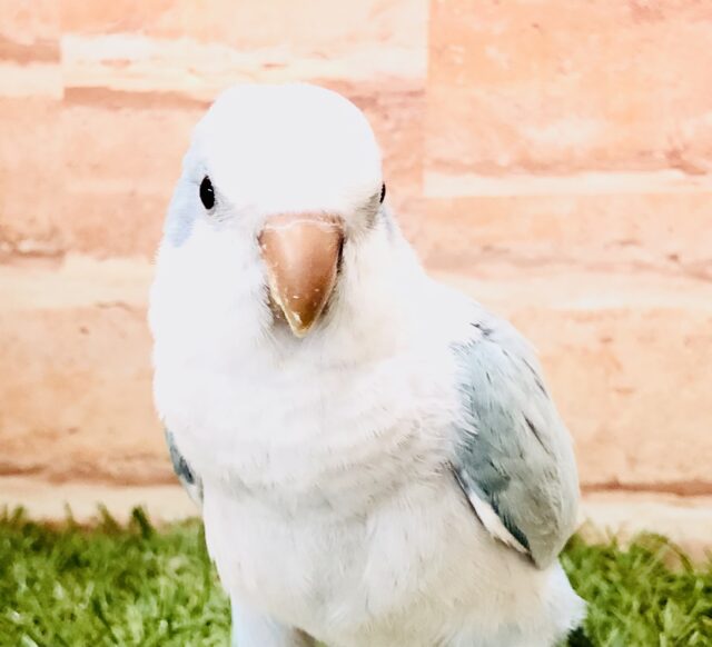 オキナインコ