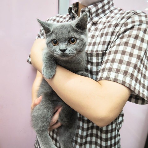 ブリティッシュショートヘア