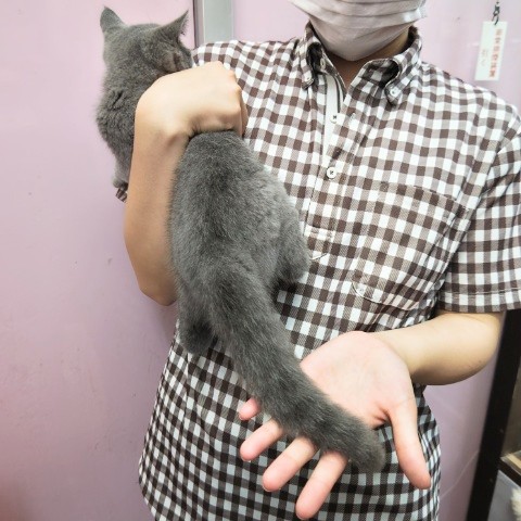 ブリティッシュショートヘア