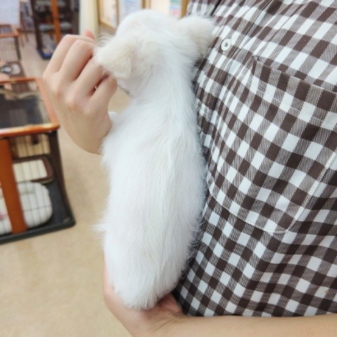 最新画像!ロングコートチワワ(クリーム)男の子♫見つめられてキュン❤ チワワ