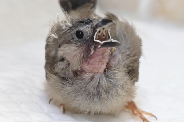 ちっちゃかわいい～🐣 キンカチョウ(ノーマル)