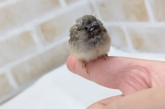 錦花鳥（キンカチョウ）