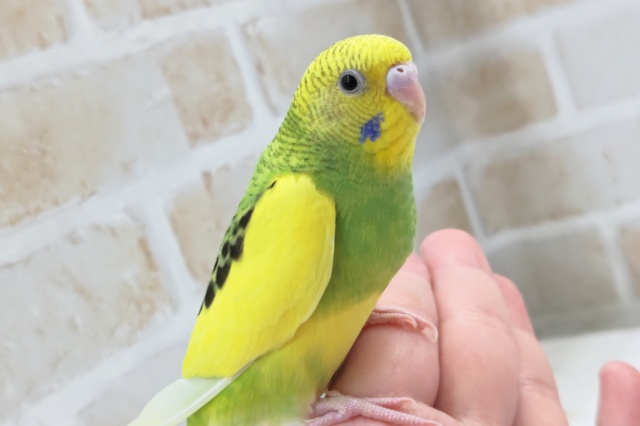 メロメロパイドさん～💛💚 セキセイインコ(パイド)