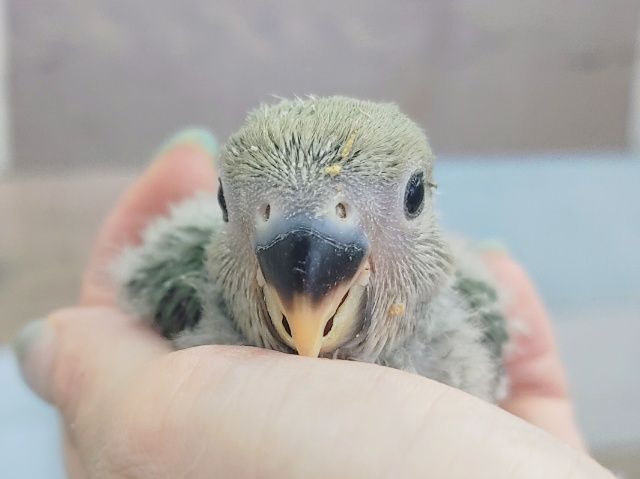 わたわた❤コザクラインコ(ブルーチェリー)入荷しました❤