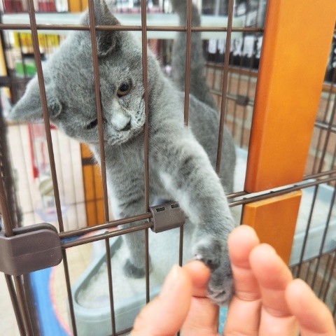 ブリティッシュショートヘア