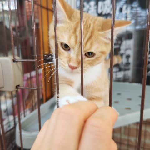 スコティッシュフォールド