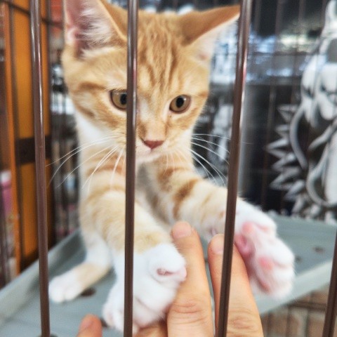 スコティッシュフォールド