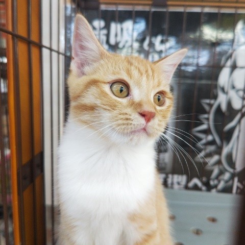 スコティッシュフォールド