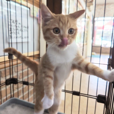 スコティッシュフォールド