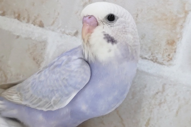 ご注目カラーさん～🎉 セキセイインコ(ライラック)