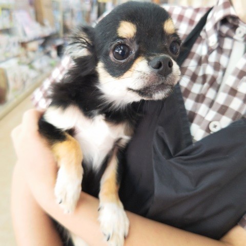 チワワ