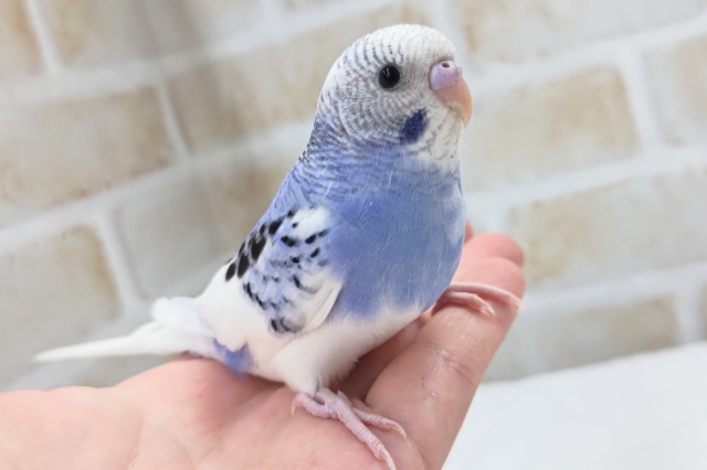 最新画像あり！ 素敵な色合いグッド～✨ セキセイインコ(ブルーパイド)