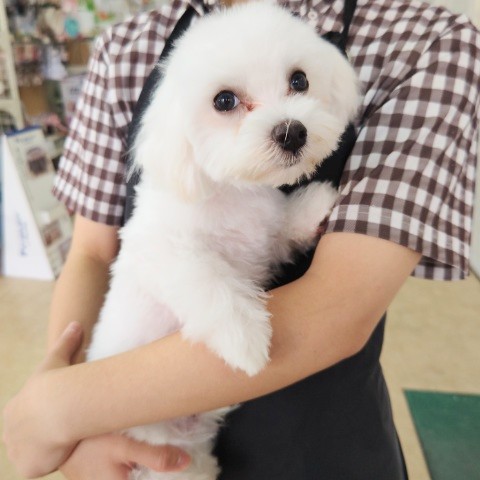 マルプー