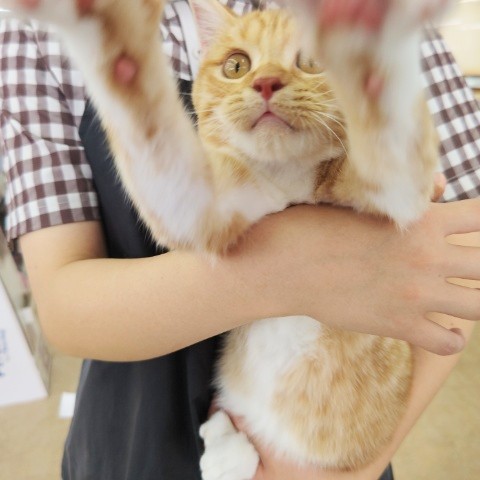 スコティッシュフォールド