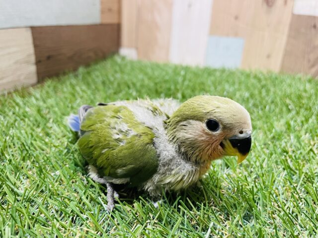 コザクラインコ（小桜インコ）