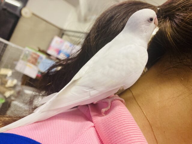 セキセイインコ