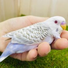必見です⭐️レアカラー✨今をトキメク大スター👑　セキセイインコ　ファロー