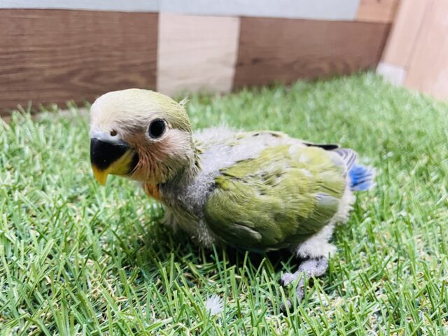 コザクラインコ（小桜インコ）