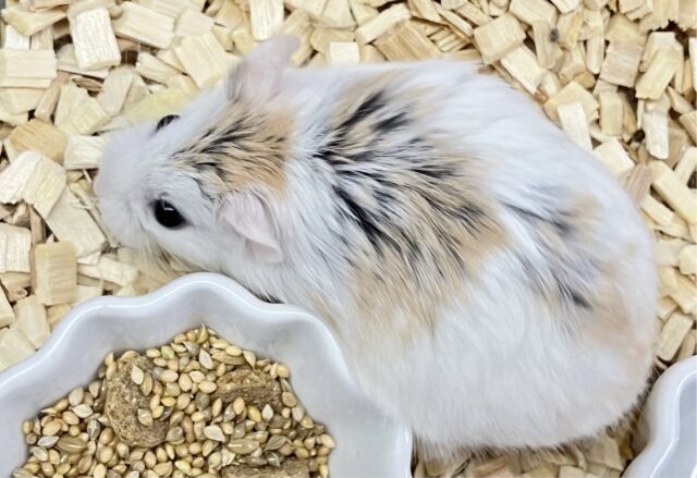 ✨最新画像あります✨素早いでぇ〜🐹💨ロボロフスキーハムスター(ブラウンパイド)男の子2022年12月生まれ ロボロフスキーハムスター