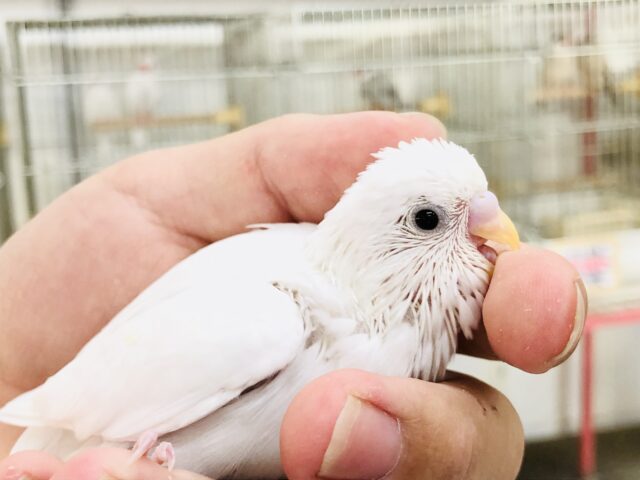 白いは正義！　セキセイインコ　R５　８／２３撮影