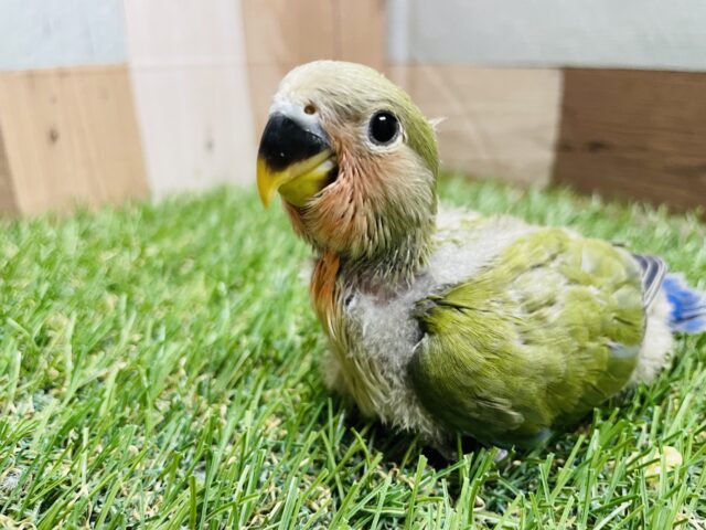 最新画像あります☆つぶらな瞳がとっても可愛いんですっ！コザクラインコのノーマル！